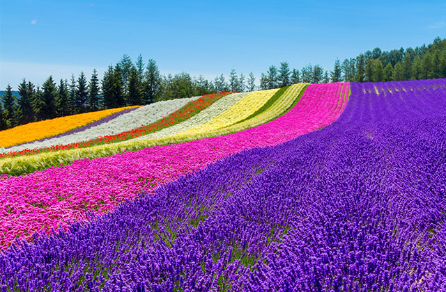 四季彩の丘・ラベンダーが綺麗で美しい花畑